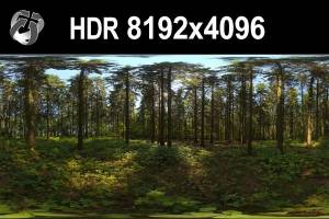 HDR 151 Forest