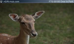 Deer in Park Closeup