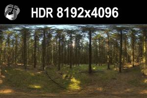 HDR 161 Forest