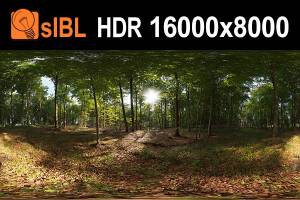 HDR 139 Forest