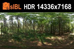 HDR 141 Forest