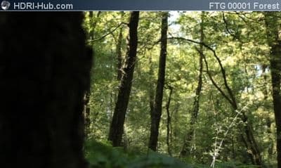 Slider Move in Forest