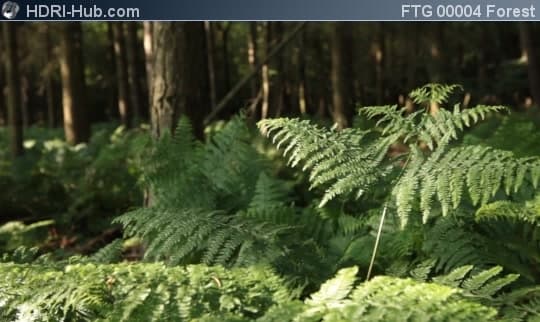 Slider Move in Forest