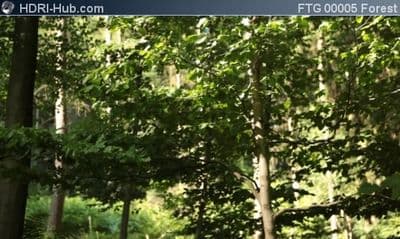 Slider Move in Forest