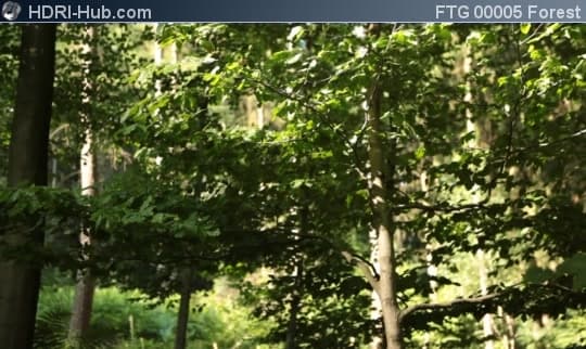 Slider Move in Forest