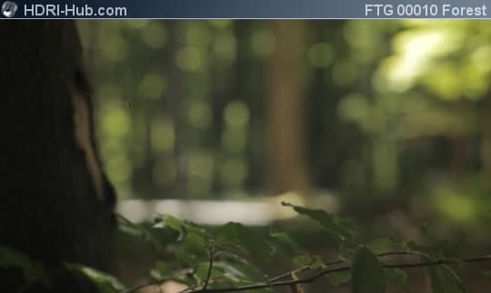 Closeup of Spider Web in Forest
