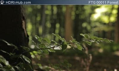 Closeup of Spider Web in Forest