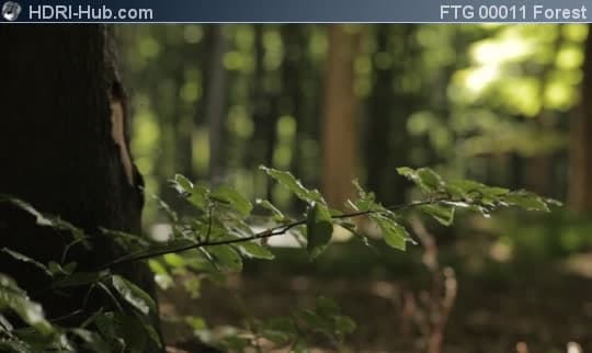 Closeup of Spider Web in Forest