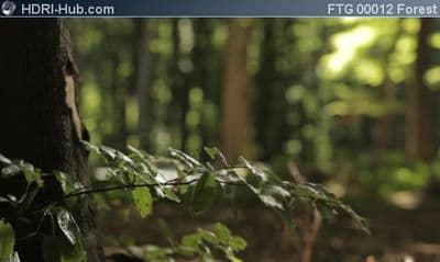 Closeup of Spider Web in Forest