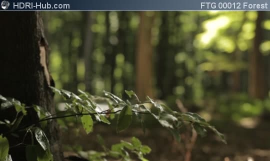 Closeup of Spider Web in Forest