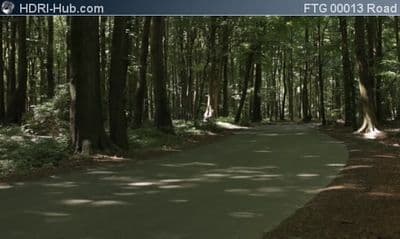 Road in Forest