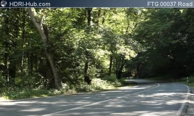 Road in Forest