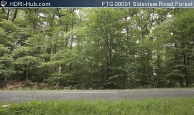 Sideview on Road in Forest