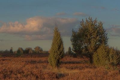 HDR 004 Meadow 4 - Gallery 5