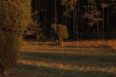 HDR 005 Meadow 5 - Gallery 5