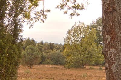 HDR 037 Road with Trees 2 - Gallery 3