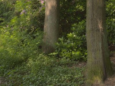 HDR 041 Path (free) - Gallery 3