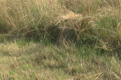 HDR 066 Grass Field - Gallery 4