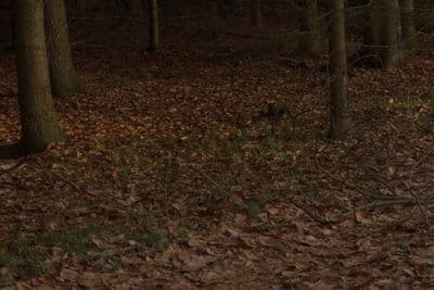 HDR 095 Forest Path Plates - Gallery 4