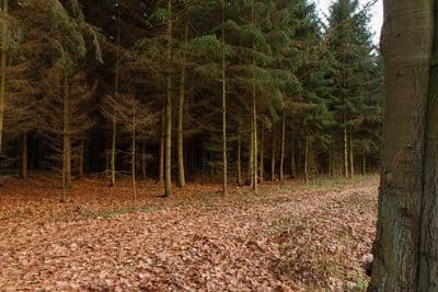HDR 095 Forest Path Plates - Gallery 7