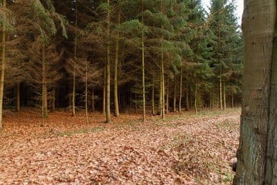 HDR 095 Forest Path Plates - Gallery 8