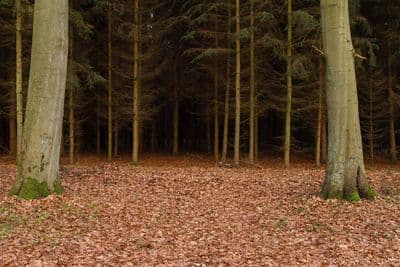 HDR 095 Forest Path Plates - Gallery 10