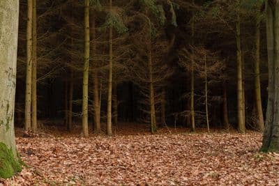 HDR 095 Forest Path Plates - Gallery 12