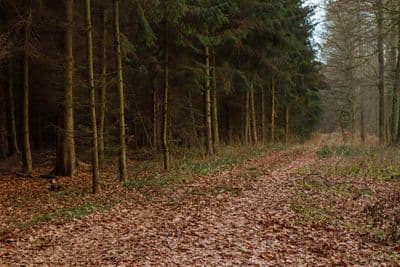 HDR 095 Forest Path Plates - Gallery 13