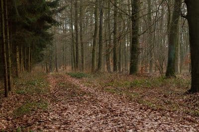 HDR 095 Forest Path Plates - Gallery 14