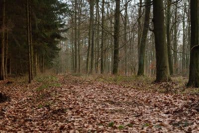 HDR 095 Forest Path Plates - Gallery 15
