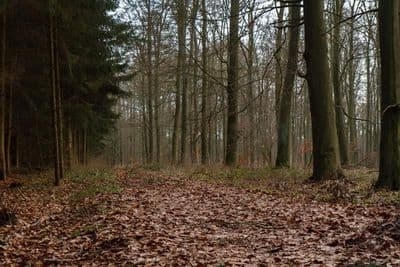 HDR 095 Forest Path Plates - Gallery 16