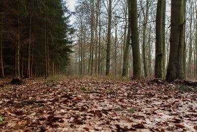 HDR 095 Forest Path Plates - Gallery 17