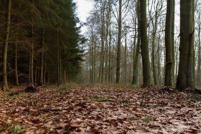 HDR 095 Forest Path Plates - Gallery 18