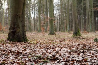 HDR 095 Forest Path Plates - Gallery 20