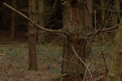 HDR 096 Forest - Gallery 4