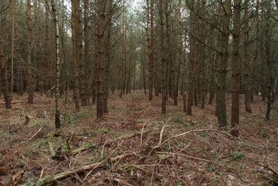 HDR 096 Forest Plates - Gallery 5