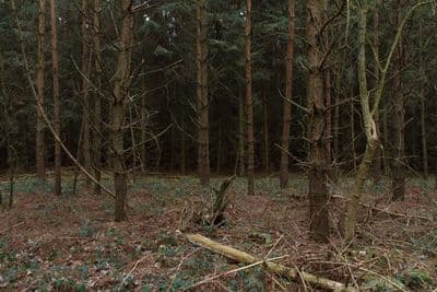 HDR 096 Forest Plates - Gallery 6