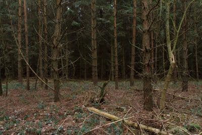 HDR 096 Forest Plates - Gallery 7
