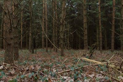 HDR 096 Forest Plates - Gallery 8