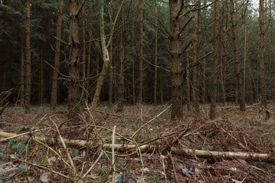 HDR 096 Forest Plates - Gallery 9