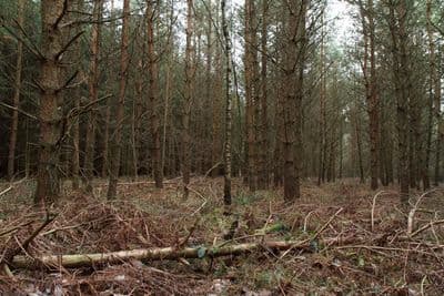 HDR 096 Forest Plates - Gallery 10