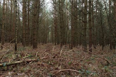 HDR 096 Forest Plates - Gallery 11