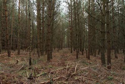 HDR 096 Forest Plates - Gallery 12