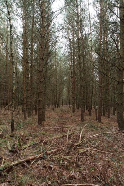 HDR 096 Forest Plates - Gallery 13