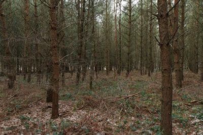 HDR 096 Forest Plates - Gallery 14