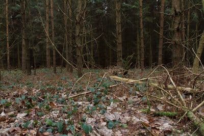 HDR 096 Forest Plates - Gallery 15