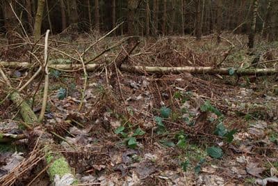 HDR 096 Forest Plates - Gallery 16