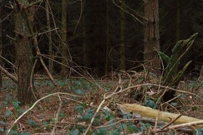 HDR 096 Forest Plates - Gallery 17