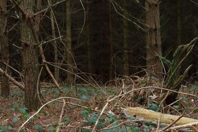 HDR 096 Forest Plates - Gallery 18