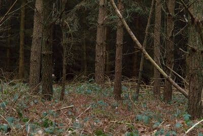HDR 096 Forest Plates - Gallery 19